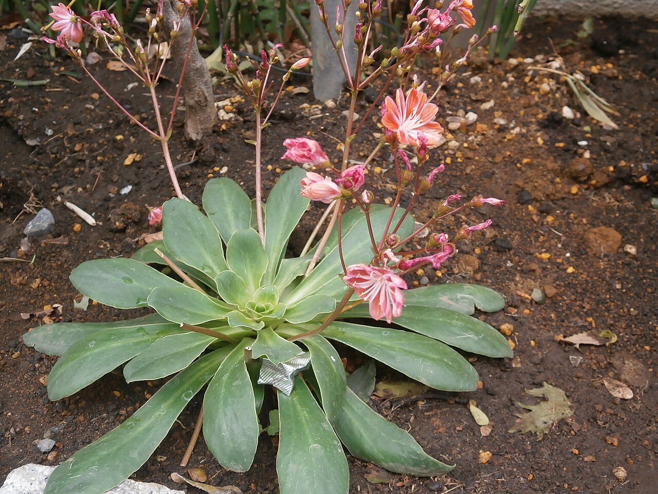 Siskiyou lewisia: Lewicia cotyledon in Japan