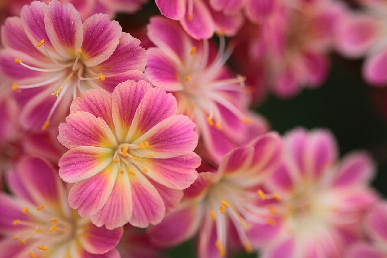 Siskiyou lewisia: Lewisia cotyledon