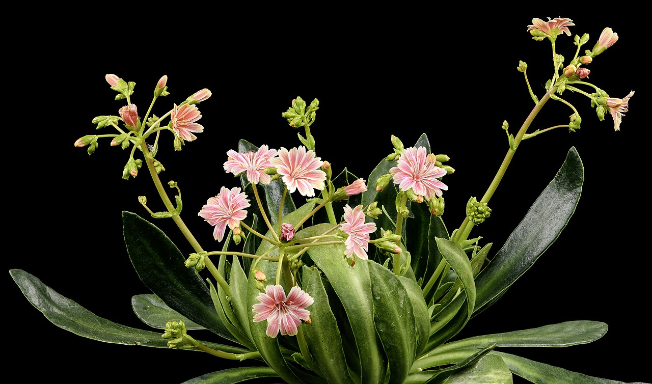 Siskiyou lewisia: Siskiyou lewisia