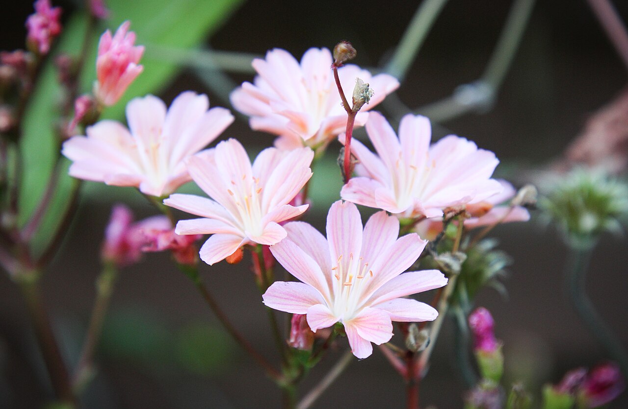 Siskiyou lewisia (Lewisia cotyledon)