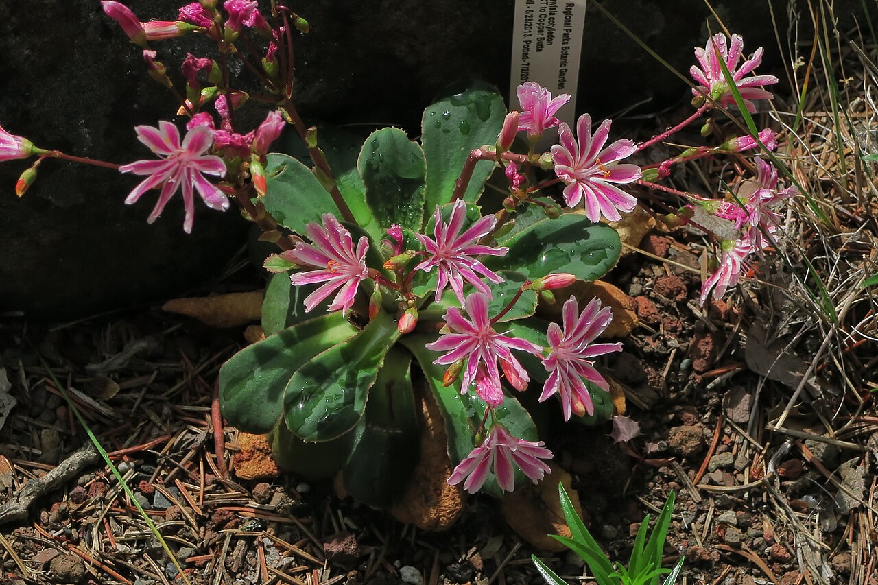 Siskiyou lewisia: Lewisia cotyledon—cliff maids. A species that knows many colors. The color form shown is typical. From the Siskiyou Mountains where it grows in crevices in ofte