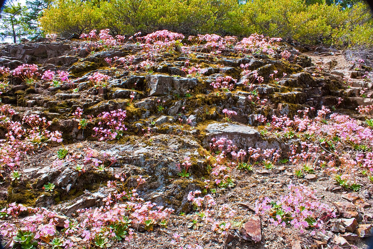 Siskiyou lewisia: Lewisia cotyledons