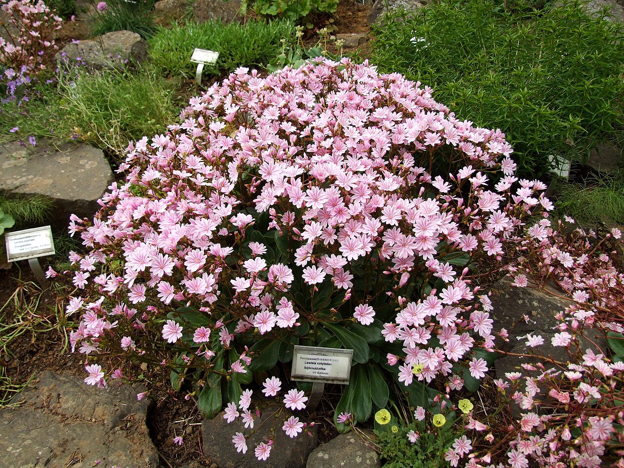 Siskiyou lewisia: Akureyri Botanical Gardens