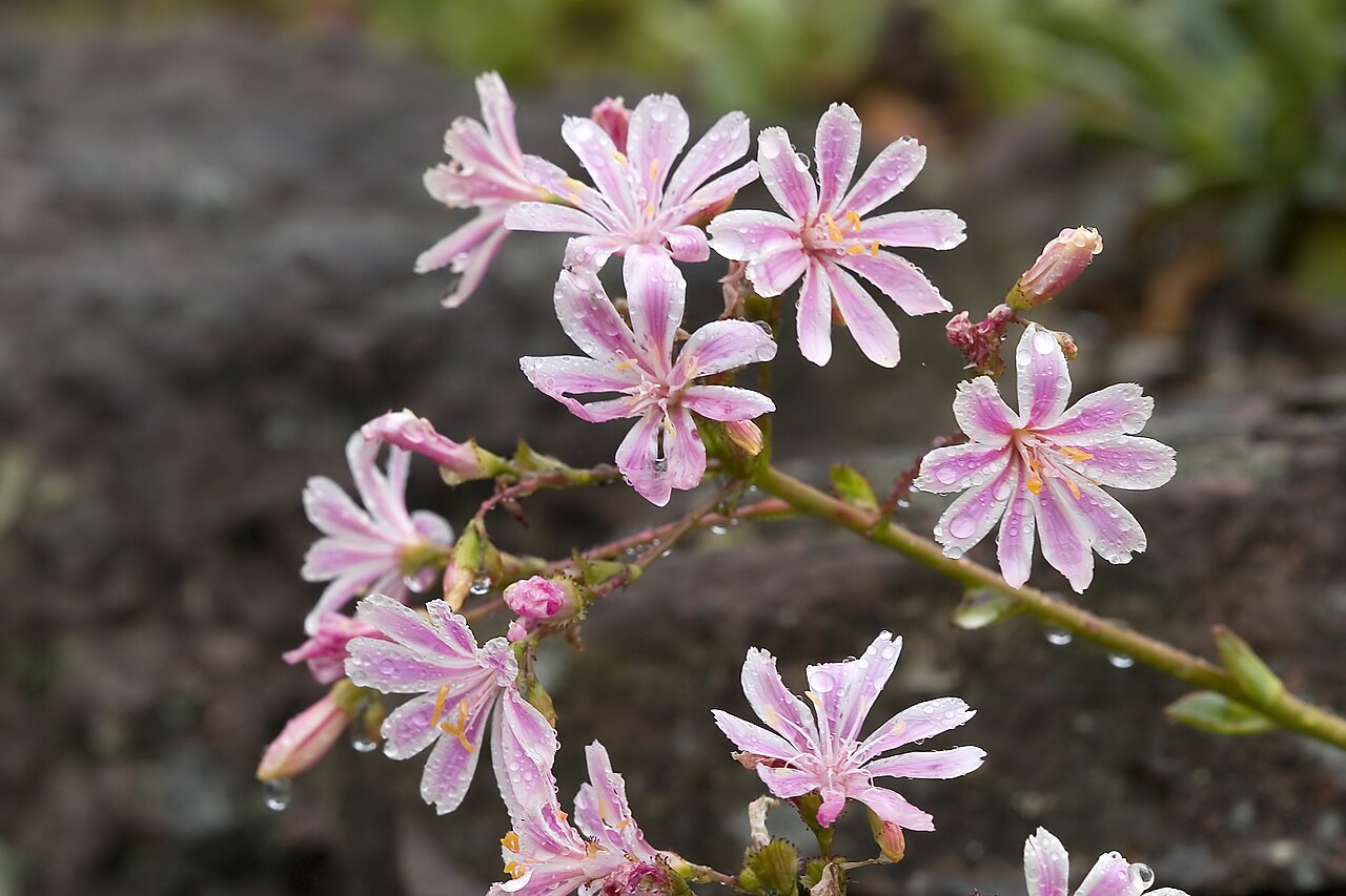 Siskiyou lewisia: Gewöhnliche Bitterwurz