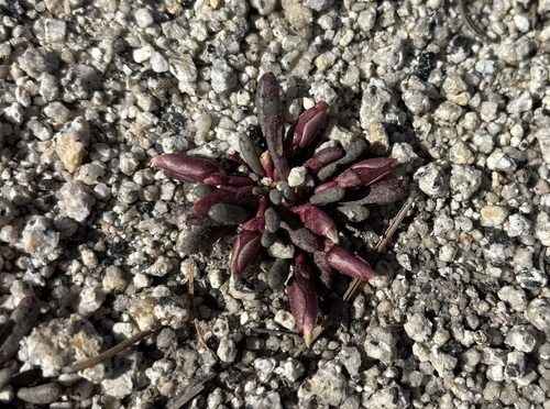Yosemite lewisia (Lewisia disepala)