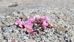 Yosemite lewisia (Lewisia disepala)