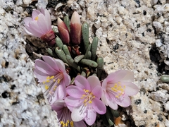 Yosemite lewisia (Lewisia disepala)
