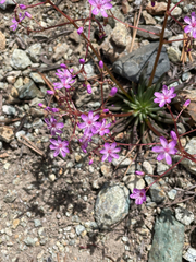 Quill-leaf lewisia (Lewisia leeana)