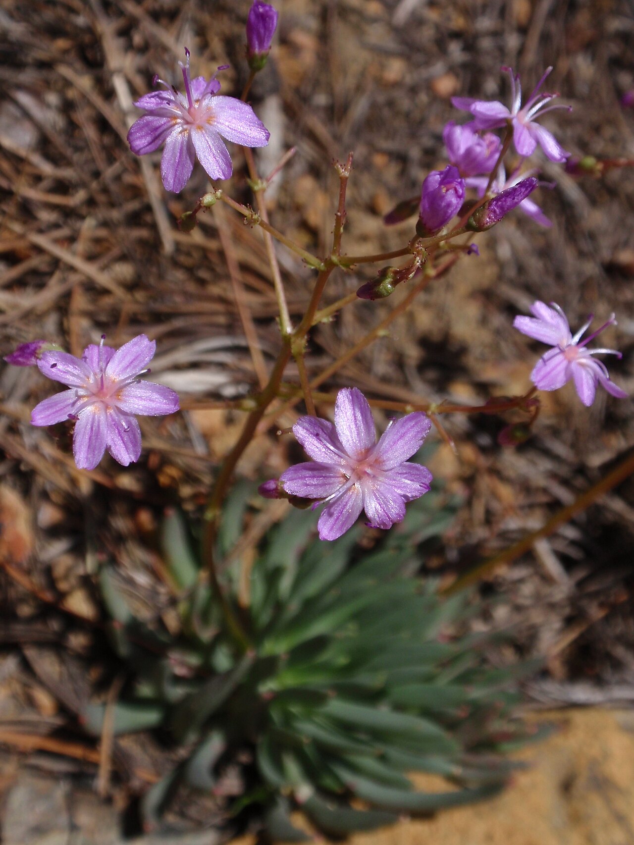 Quill-leaf lewisia: Lewisia leeana syn Lewisia leeana In the Trinity Alps Wilderness ,