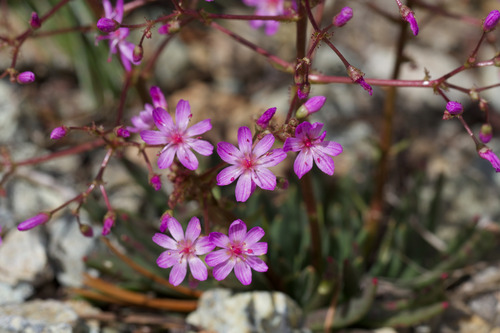 Quill-leaf lewisia (Lewisia leeana)