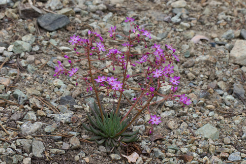 Quill-leaf lewisia (Lewisia leeana)