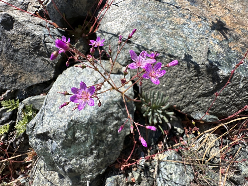 Quill-leaf lewisia (Lewisia leeana)