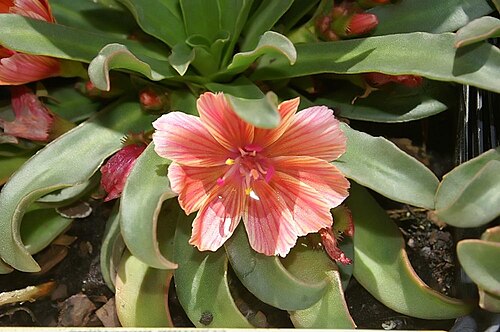 Truckee lewisia: Location taken: Merrifield Garden Center, Merrifield VA USA. Names: Lewisia longipetala (Piper) Clay, Cliff Maids, Lewisia, Little Plum Cliff Maids, Little Plum