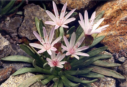 Truckee lewisia: Lewisia longipetala