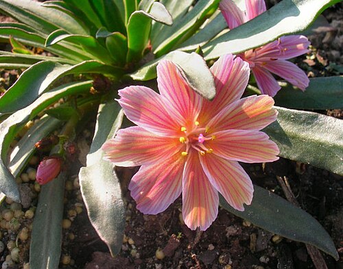 Truckee lewisia: Lewisia longipetala 'Little Plum' hybrid