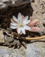 Maguire's lewisia (Lewisia maguirei)
