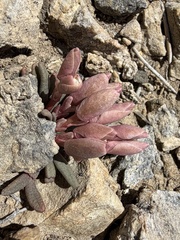 Maguire's lewisia (Lewisia maguirei)