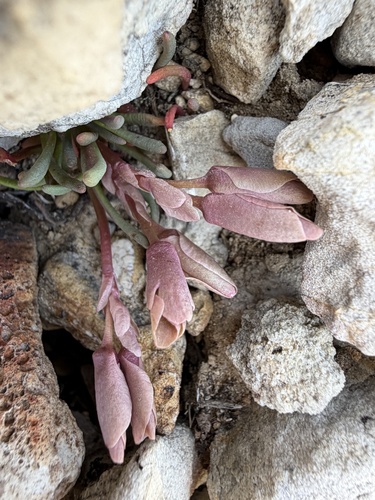 Maguire's lewisia (Lewisia maguirei)
