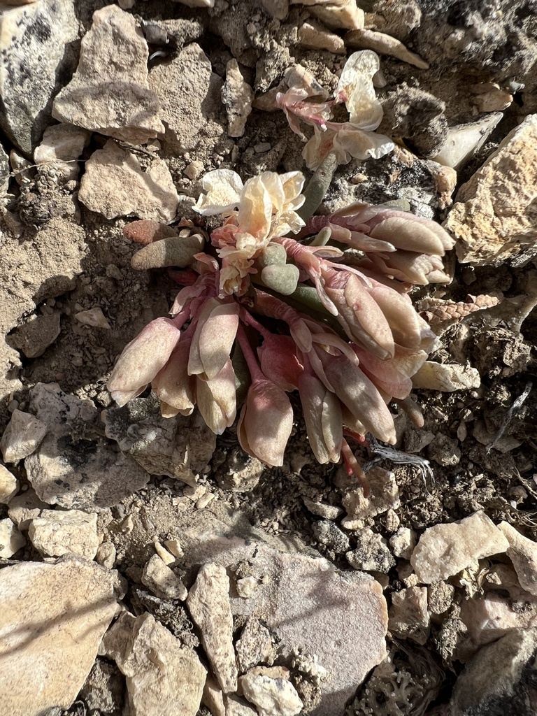 Maguire's lewisia (Lewisia maguirei)