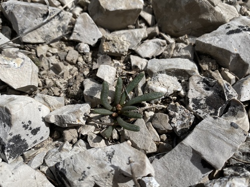 Maguire's lewisia (Lewisia maguirei)