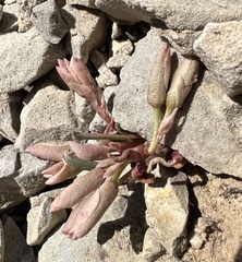 Maguire's lewisia (Lewisia maguirei)