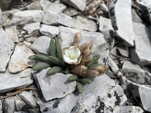 Maguire's lewisia (Lewisia maguirei)
