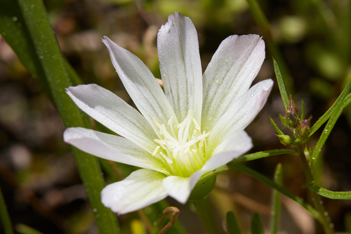 Nevada lewisia (Lewisia nevadensis)
