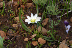 Nevada lewisia (Lewisia nevadensis)