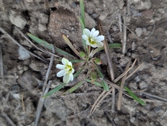 Nevada lewisia (Lewisia nevadensis)