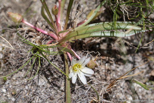 Nevada lewisia (Lewisia nevadensis)