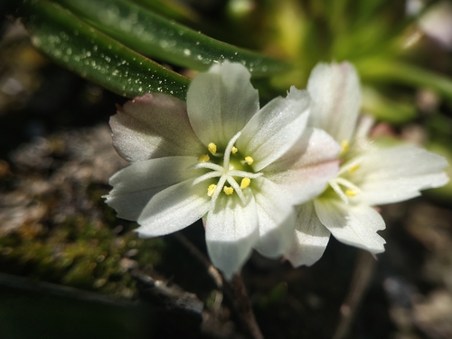 Nevada lewisia (Lewisia nevadensis)