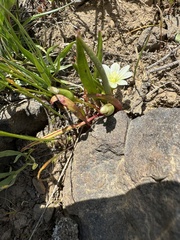 Nevada lewisia (Lewisia nevadensis)
