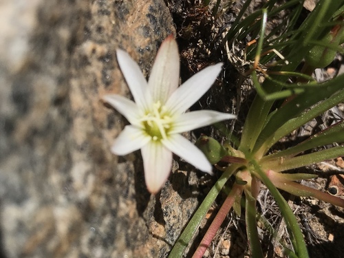 Nevada lewisia (Lewisia nevadensis)
