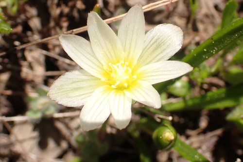 Nevada lewisia (Lewisia nevadensis)