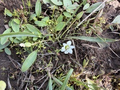 Nevada lewisia (Lewisia nevadensis)