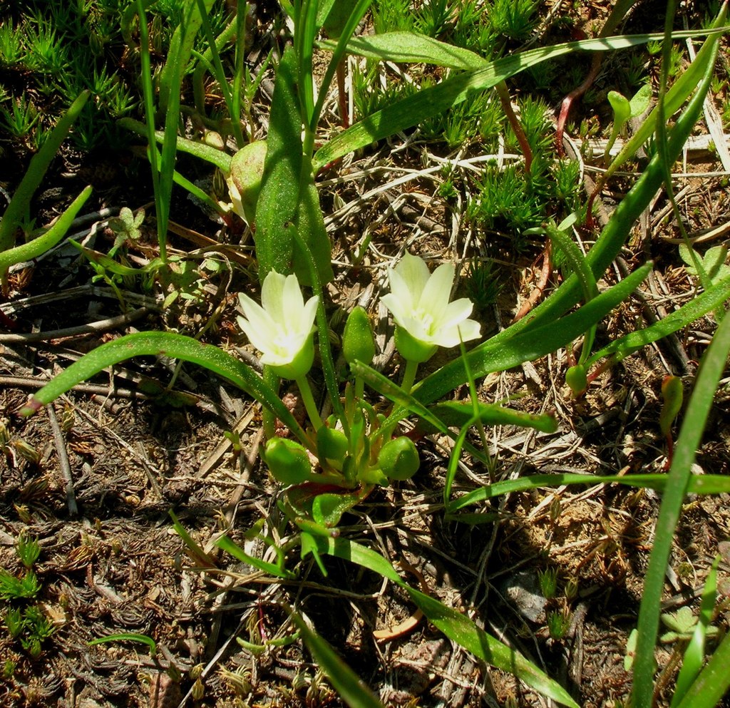 Nevada lewisia (Lewisia nevadensis)