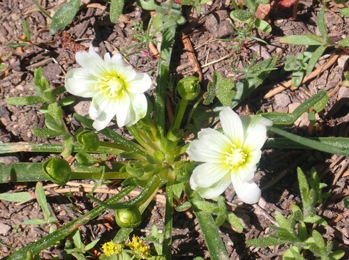 Nevada lewisia (Lewisia nevadensis)