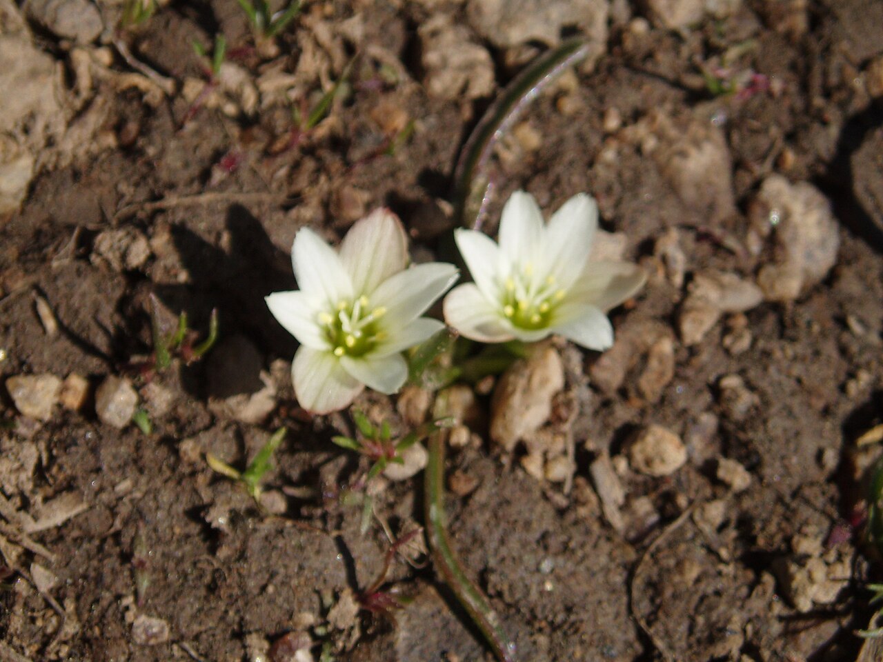 Nevada lewisia: Lewisia nevadensis — in the Mokelumne Wildnerness Area, Eldorado National Forest, Sierra Nevada, California.