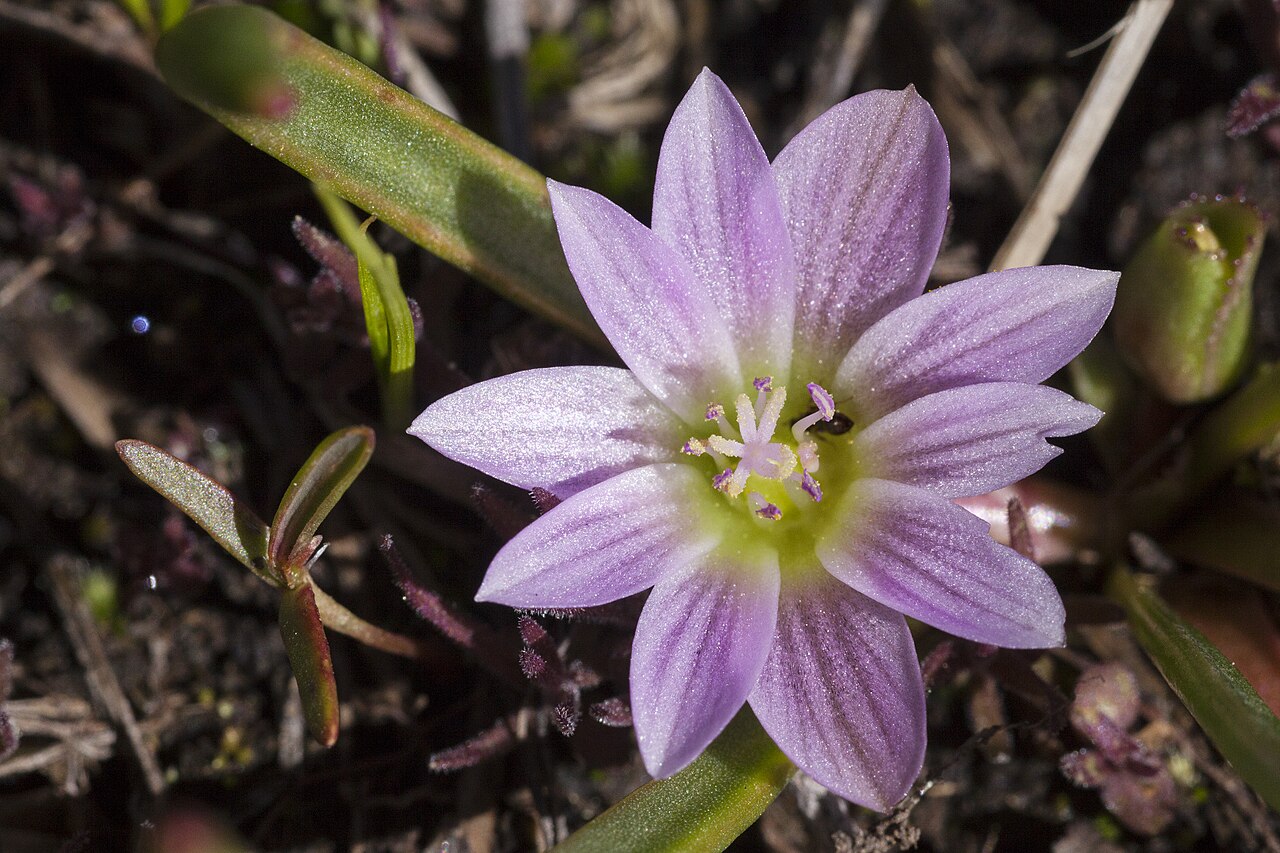 Alpine lewisia: Lewisia pygmaea , southern Brazos Mountains, southwest of Canjilon Mountain and northeast of Canjilon, near Cañada Fuertes, 36.522 -106.392, Rio Arriba County,