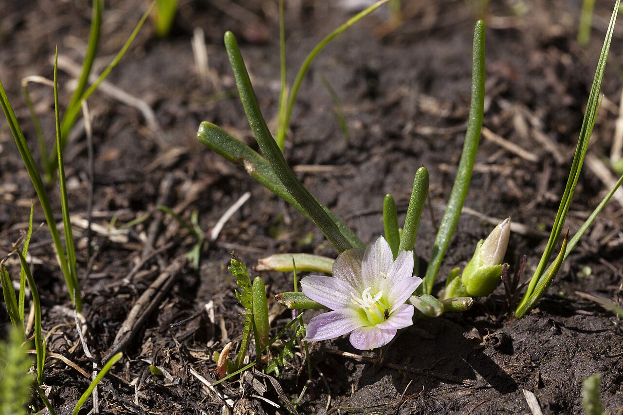 Alpine lewisia: Lewisia pygmaea , southern Brazos Mountains, southwest of Canjilon Mountain and northeast of Canjilon, near Cañada Fuertes, 36.522 -106.392, Rio Arriba County,