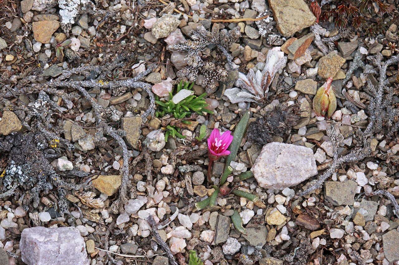 Alpine lewisia: Alpine lewisia (Lewisia pygmaea), Purslane family (Portulacaceae). North slope of the Mt. Agassiz, High Uinta, Utah; elevation 3487 m (11,439 ft).