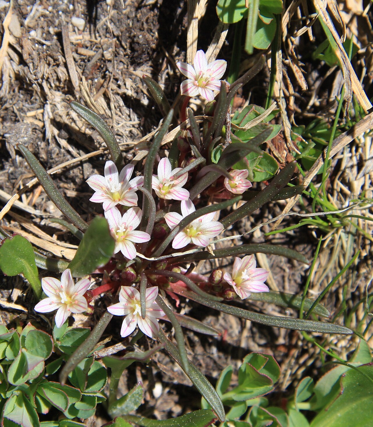 Alpine lewisia: Dwarf lewisia ( Lewisia pygmaea ) — 2 plants with 9 of the tiny, pink-veined white 6-petaled flowers. At about 10,600 ft near stream down from Secret Lake. 20-L