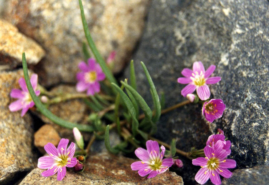 Alpine lewisia: Lewisia pygmaea