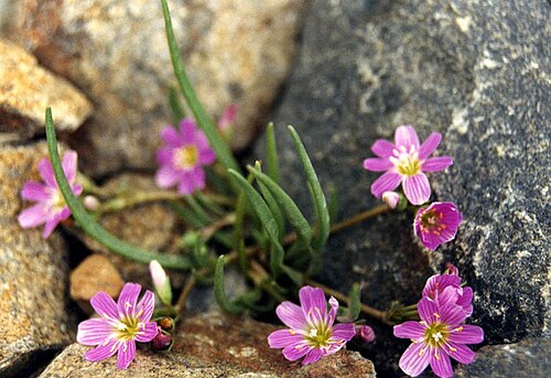 Alpine lewisia: Lewisia pygmaea