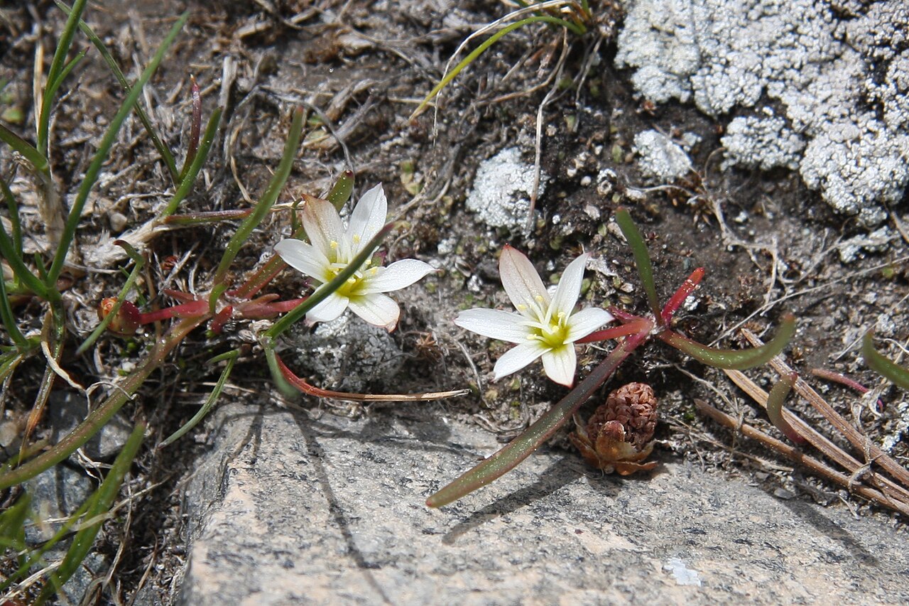 Alpine lewisia: Dwarf lewisia ( Lewisia pygmaea ) — a pair of the tiny, star-like 6-petaled white flowers with their red-green, straplike basal leaves. Above loop trail on dry