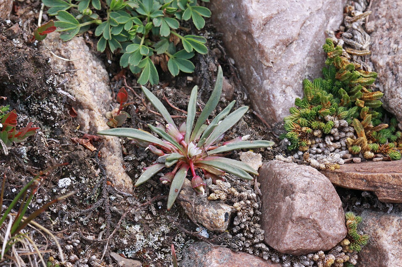 Alpine lewisia: Alpine lewisia (Lewisia pygmaea), Purslane family (Portulacaceae). West slope of the ridge between Hayden Peak and Mt. Agassiz, High Uinta, Utah; elevation 3449