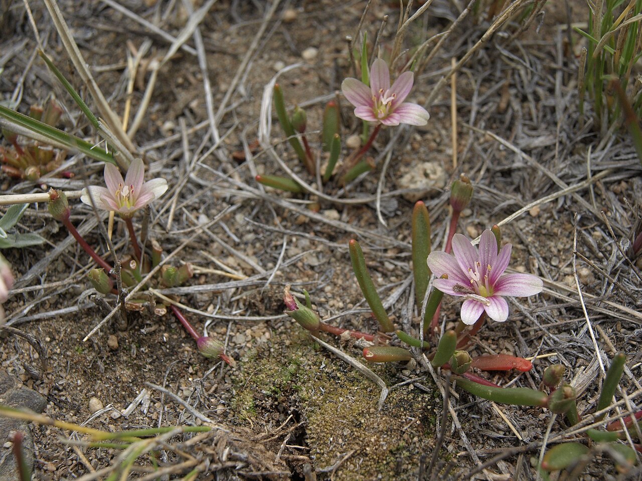 Alpine lewisia: dwarf bitterroot, Lewisia pygmaea, White Mountains, elevation 3025 m