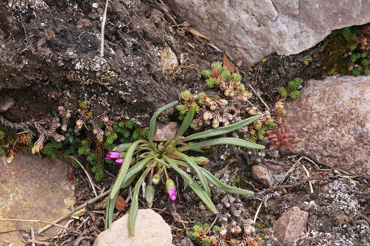 Alpine lewisia: Alpine lewisia (Lewisia pygmaea), Purslane family (Portulacaceae). West slope of the ridge between Hayden Peak and Mt. Agassiz, High Uinta, Utah; elevation 3449