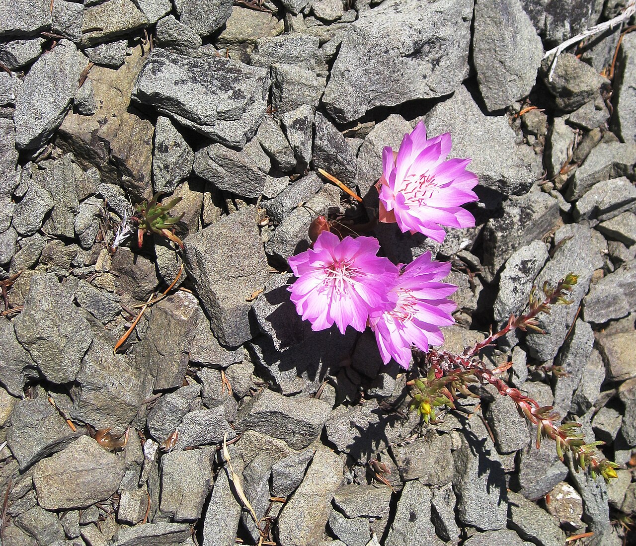Bitterroot: Lewisia rediviva (Bitterroot) on Tronsen Ridge Portulacaceae bitter-root Lewisia rediviva Pursh on USDA Plants Profile Lewisia rediviva Pursh on wikipedia Lewis