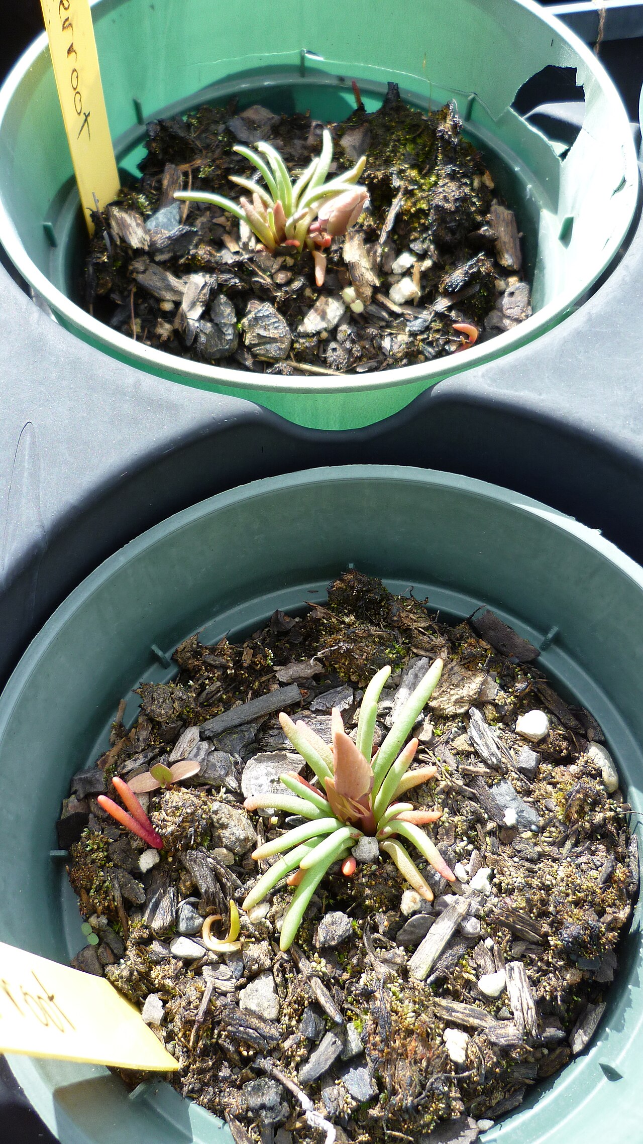 Bitterroot: Lewisia redivia in nursery- 2 year old plants about to bloom, grown from wild collected native seed